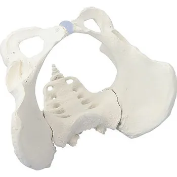 Erler-Zimmer Ženská pánev s křížovou kostí