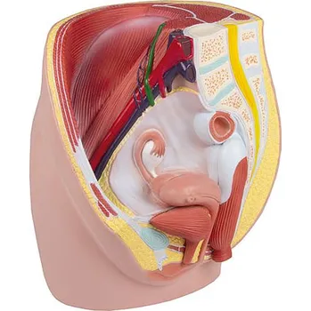 Erler-Zimmer Ženská pánev, životní velikost, 3 díly