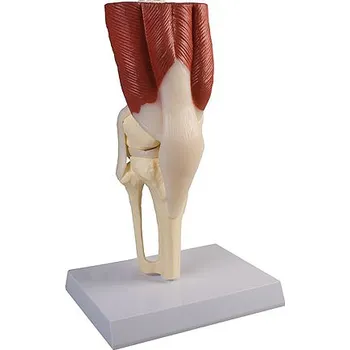 Erler-Zimmer Kolenní kloub se svaly, v životní velikosti