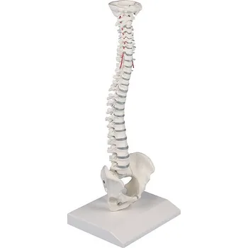 Erler-Zimmer Zmenšený model páteře