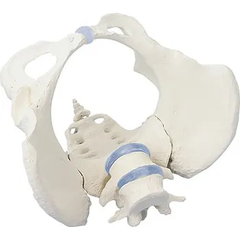 Erler-Zimmer Ženská pánev s křížovou kostí a dvěma bederními obratli