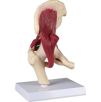 Erler-Zimmer Kyčelní kloub se svaly, v životní velikosti