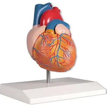 Erler-Zimmer Model srdce, životní velikost, 2 díly