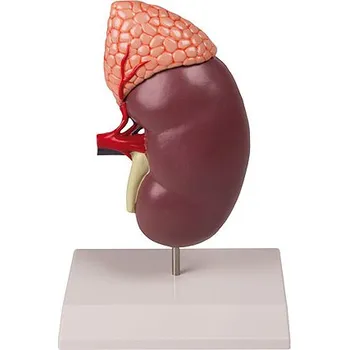 Erler-Zimmer Model ledviny s nadledvinkou, 2x zvětšeno, 2 díly