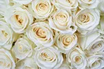 Dimex MS-5-0137 Bílé růže 375 x 250 cm