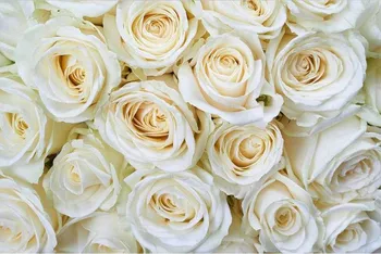 Fototapeta Dimex MS-5-0137 Bílé růže 375 x 250 cm