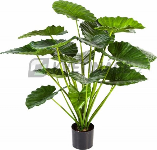 Alocasia Calidora 95cm + doprava zdarma