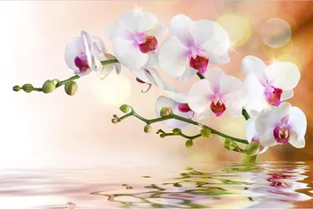 Fototapeta Dimex MS-5-0147 Bílá orchidej 375 x 250 cm
