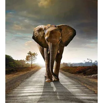 DIMEX MS-3-0187 225 x 250 cm, kráčející slon