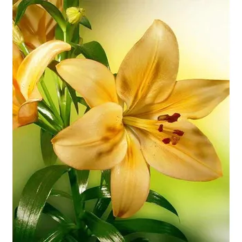 DIMEX MS-3-0187 225 x 250 cm, lilie