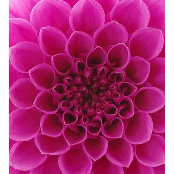 DIMEX MS-3-0187 225 x 250 cm, růžová jiřina