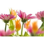 Dimex MS-5-0142 375 x 250 cm