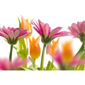 Fototapeta Dimex MS-5-0142 375 x 250 cm