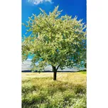 Dimex MS-2-0096 150 x 250 cm