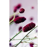 Dimex MS-2-0141 150 x 250 cm