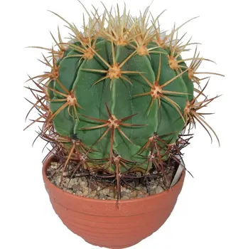 Sazenice Ferocactus Histrix