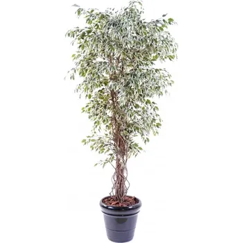 umělá květina Luxusní umělý strom Ficus Lianas PF green/ cream, 150cm
