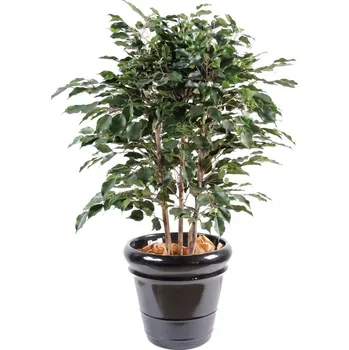 umělá květina Luxusní umělý strom Ficus Exotica Bush, 110cm