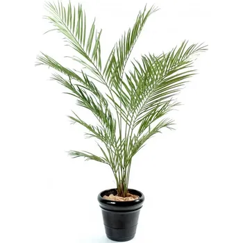 umělá květina Umělá palma Kentia New, 150cm
