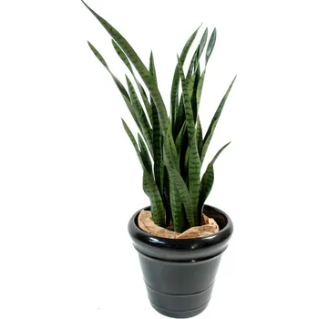 umělá květina Luxusní umělá rostlina Sansevieria zelená, 110cm