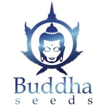 Semeno Buddha Seeds Buddha Purple Kush Auto fem. (Samonakvétací, feminizovaná semena Purple Kush auto)