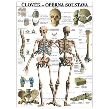 Plakát Opěrná soustava - plakát