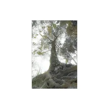 Rám na obraz Fotorámeček dřevěný, Modern, dub 9x13 cm