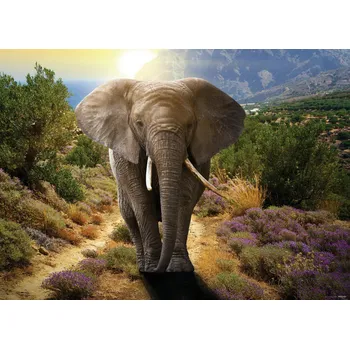 Fototapeta FTN M 2671 AG Design vliesová fototapeta na zeď 1-dílná Slon - Elephant, velikost 160 x 110 cm