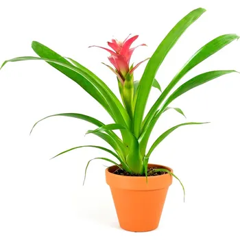 Gardners Guzmania mix, průměr 9 cm Guzmánie