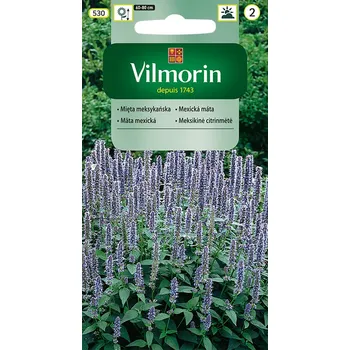 Semeno Mexická máta