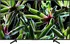 Televizor Sony 43" LED (KD43XG7005BAEP)