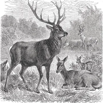 Obraz Bohemia Gifts Dekorační obraz pro myslivce 30 x 30 cm - jelen