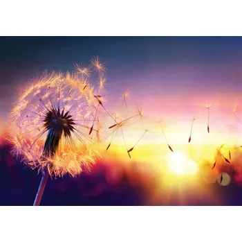 Fototapeta Vliesové fototapety pampeliška ve větru 11416 V8