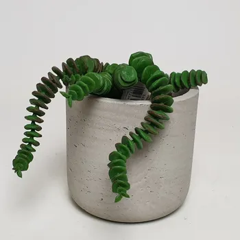 umělá květina Umělý sukulent 24cm - Nezalévat