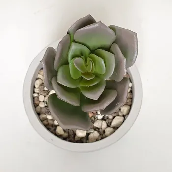 umělá květina Umělá Echeveria pink 17cm - Do interiéru