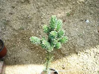 Picea glauca Stanley Pygmy