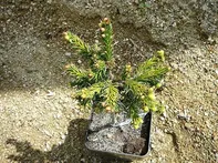 Picea omorika Choceň