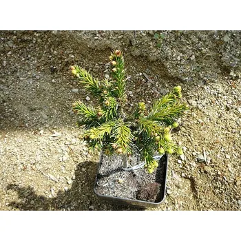 Sazenice Picea omorika Choceň