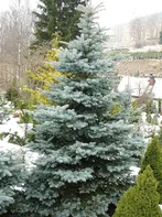 Picea pungens 'Hopsii'