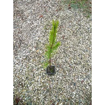 Sazenice Pinus contorta