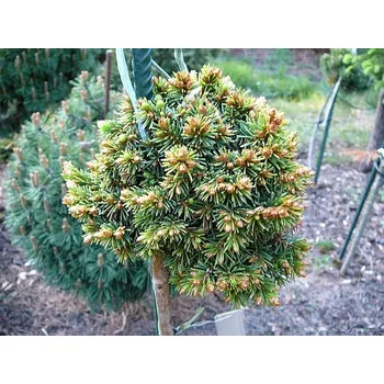 Sazenice Pica abies Globus