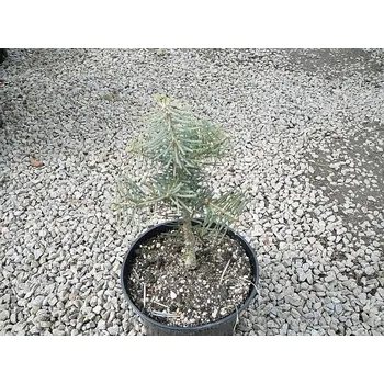 Sazenice Abies concolor WB, jedle