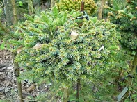 Picea omorika Horstman