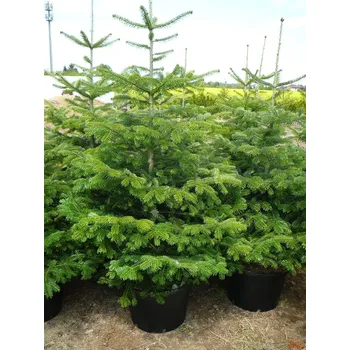 Vánoční stromek Kompletní zahrada jedle kavkazská - nordmanská v kontejneru 170-220 cm