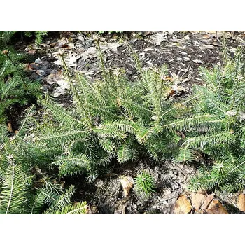 Sazenice Jedle balzámová