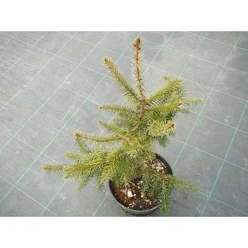 Sazenice Picea omorika Aurea