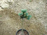 Picea glauca Burning Well