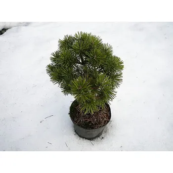 Sazenice Pinus pseudopumilio WB 6