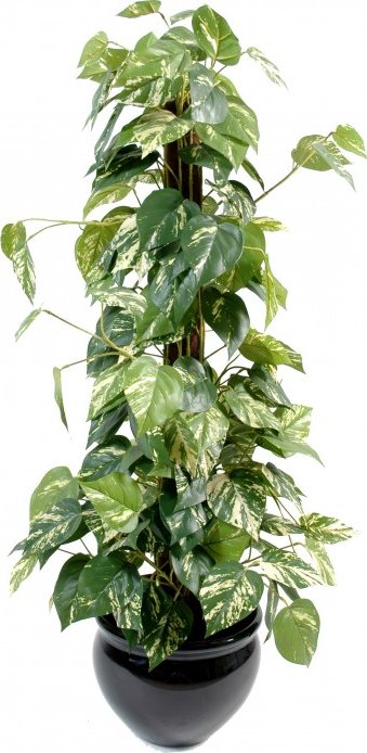 POTHOS GUARDIAN COCO, 100cm (Luxusní umělý strom)
