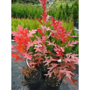 Sazenice Quercus palustris 'Fire'